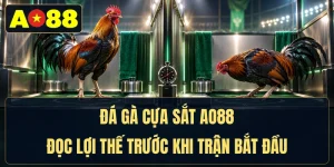 Đá Gà Cựa Sắt - Đọc Lợi Thế Trước Khi Trận Bắt Đầu